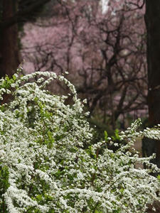 P3256195SHUUSEI.JPG