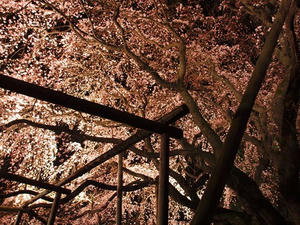 P3246112SHUUSEI.JPG