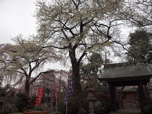 P3266236shuusei.JPG