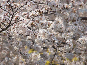P3276604shuusei.JPG