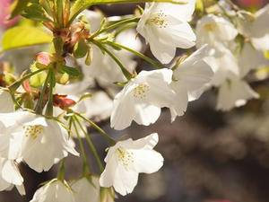 P3296848shuusei.JPG