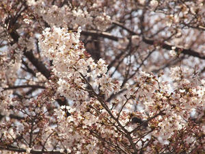 P3296809shuusei.JPG