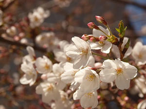 P3296840shuusei.JPG
