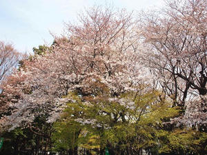 P3296818shuusei.JPG