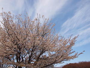 P3296777shuusei.JPG