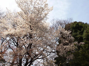 P3296924shuusei.JPG