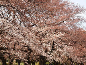 P3296934shuusei.JPG