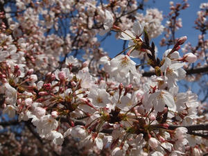 P3296977shuusei.JPG
