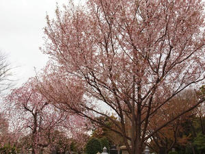 P3317195shuusei.JPG