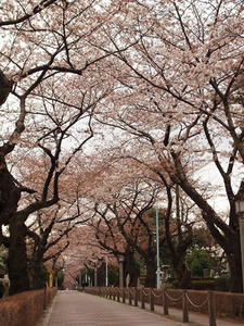 P3317165shuusei.JPG