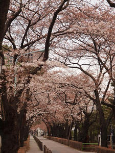 P3317185shuusei.JPG