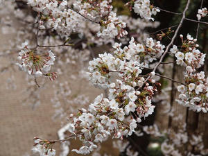 P3317228shuusei.JPG