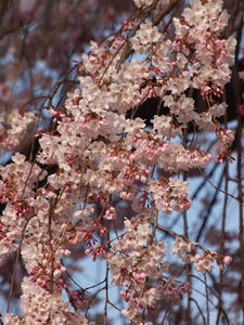 P4017443shuusei.JPG