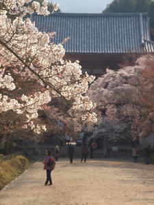 P4017540shuusei.JPG