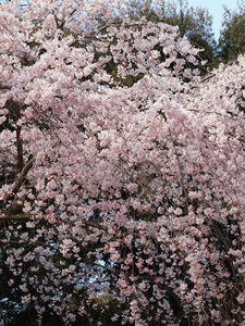 P4017680shuusei.JPG