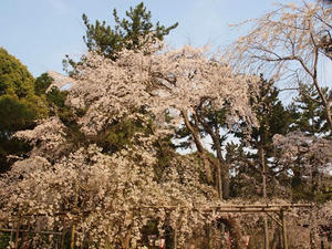 P4017578shuusei.JPG