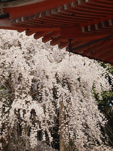 P4017706shuusei.JPG