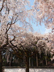 P4017760shuusei.JPG