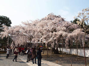 P4017747shuusei.JPG