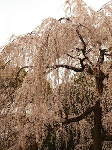 P4017787shuusei.JPG