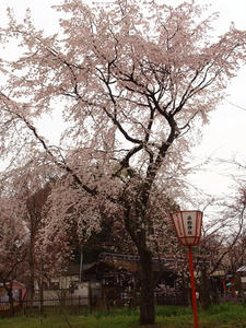 P4017844shuusei.JPG