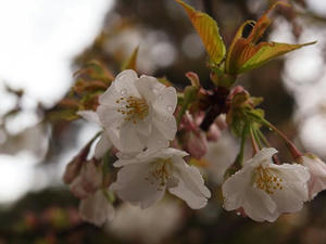 P4017868shuusei.JPG