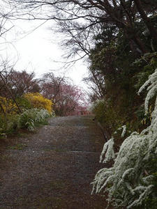 P4017921shuusei.JPG