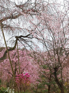P4017943shuusei.JPG