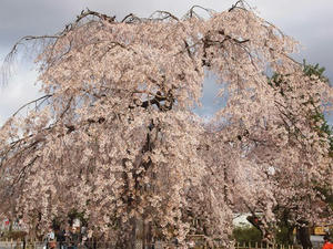 P4018037shuusei.JPG