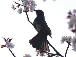 P4018078shuusei.JPG