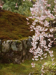 P4018206shuusei.JPG