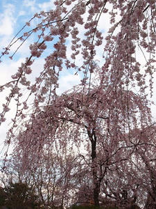 P4018207shuusei.JPG
