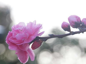 P4038490shuusei.JPG