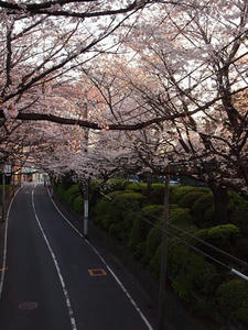 P4038400shuusei.JPG