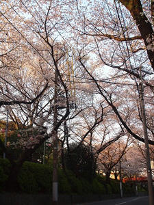 P4038451shuusei.JPG