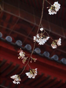 P4038537shuusei.JPG