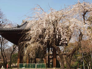 P3276715shuusei.JPG