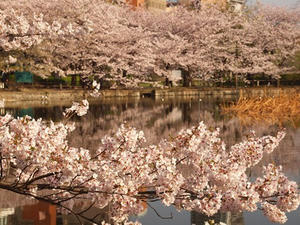 P4069170shuusei.JPG