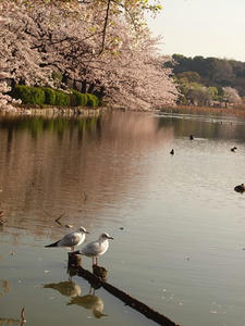 P4069179shuusei.JPG
