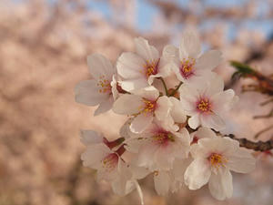 P4069195shuusei.JPG