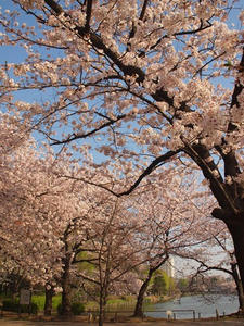 P4069192shuusei.JPG