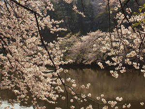 P4069268shuusei.JPG