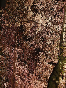 P4038751shuusei.JPG