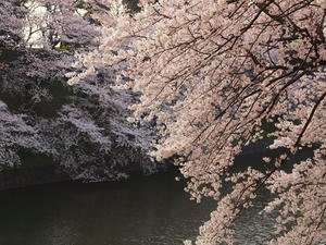 P4069038shuusei.JPG