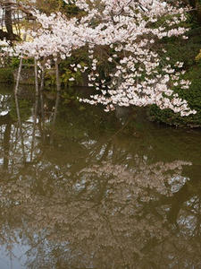 P4079518shuusei.JPG
