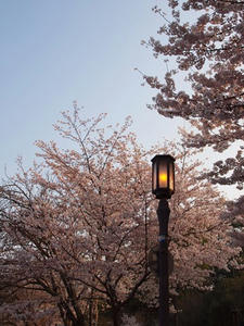 P4079591shuusei.JPG