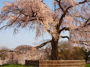 P4079614shuusei.JPG