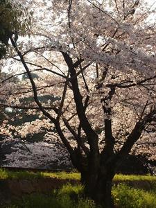 P4079675shuusei.JPG