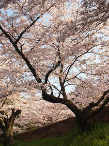 P4079685shuusei.JPG