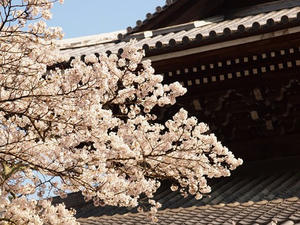 P4079750shuusei.JPG